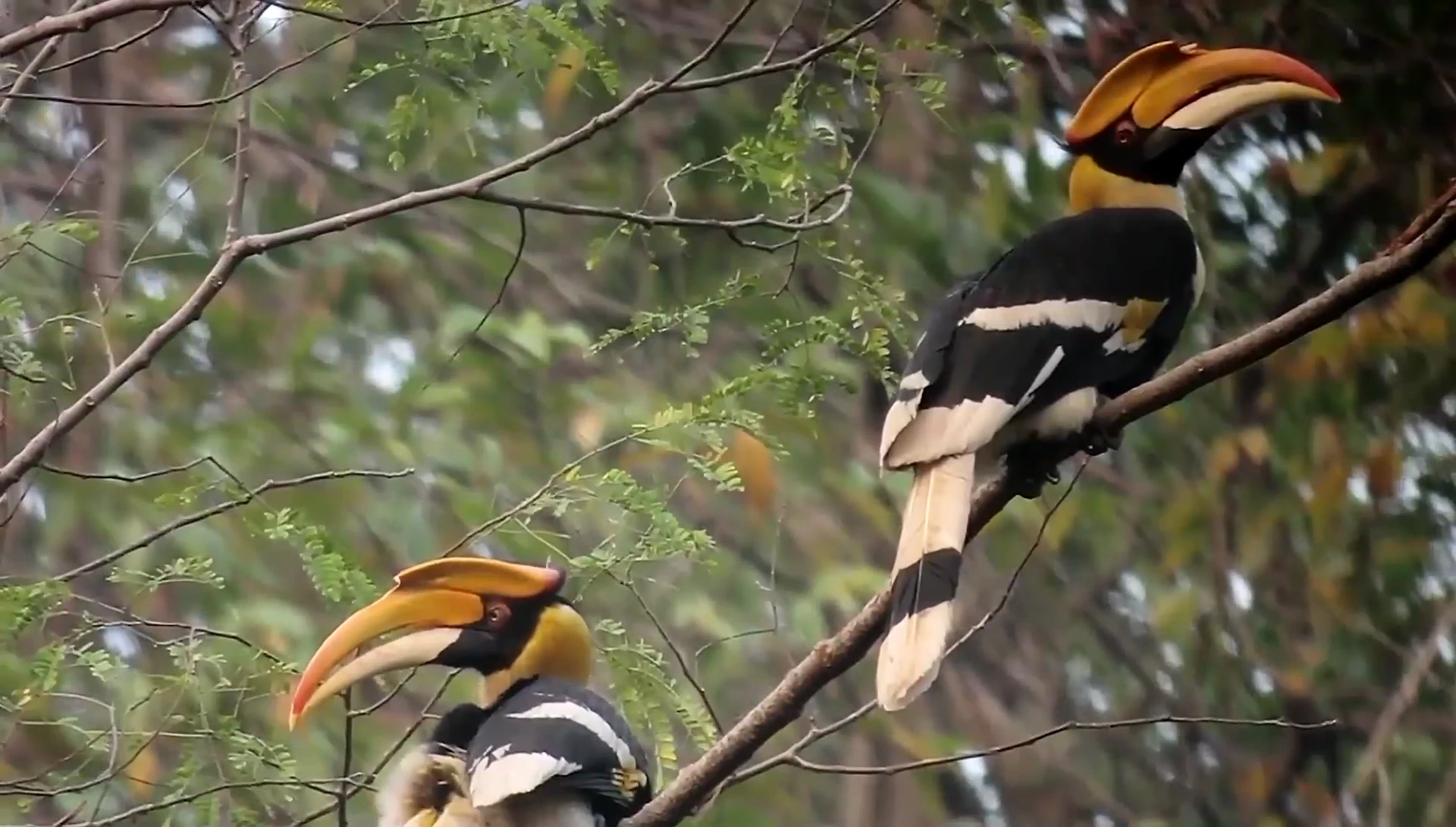 Burung Rangkong — Sulawesi Hornbill