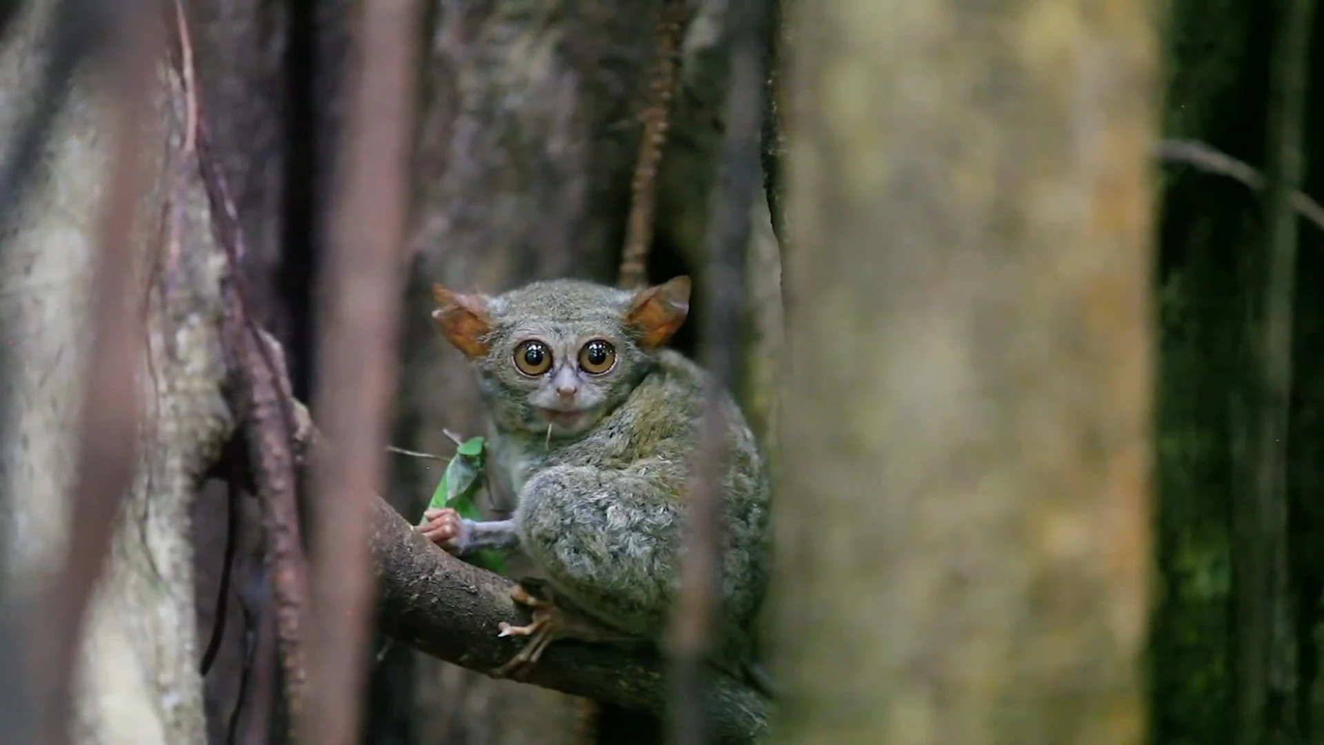 Tarsius — Sulawesi Tarsier